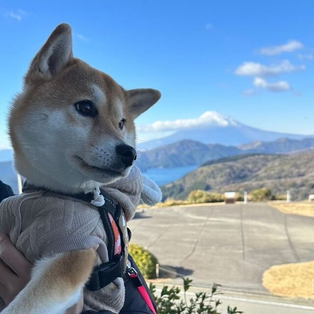 「大観山展望台」自然のパノラマが広がる天然芝のドッグラン