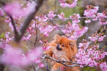 桜に見とれるポメラニアン