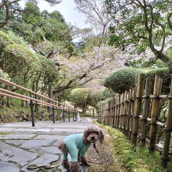 恩賜箱根公園で愛犬と散策