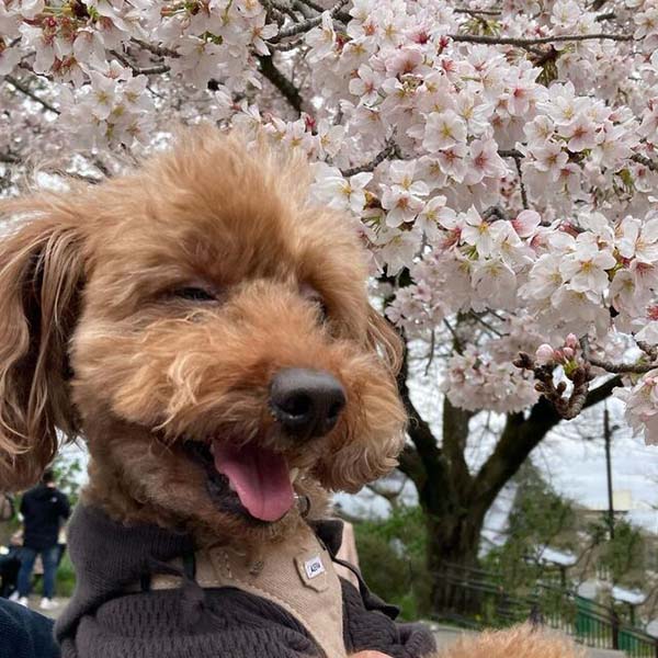 小田原城址公園で花見を楽しむわんちゃん