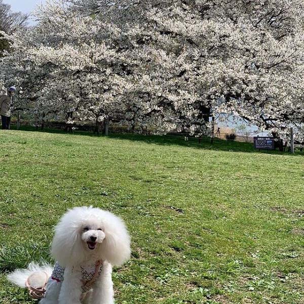 箱根園の桜とにっこりツーショット