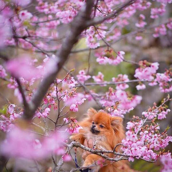 箱根強羅公園で桜に見とれる愛犬