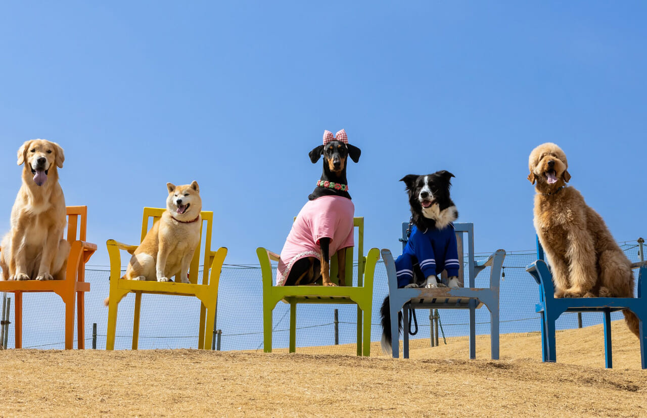 犬種・頭数制限なしのグランピング施設