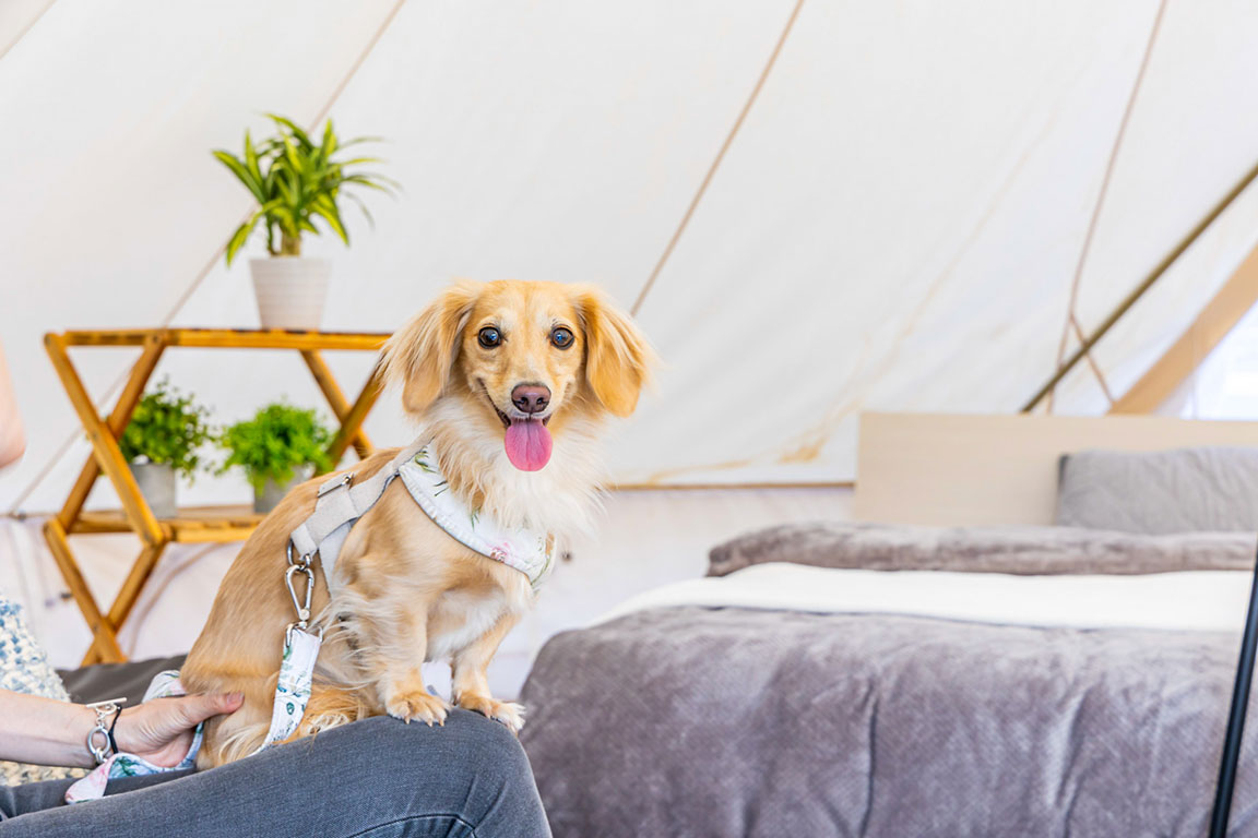 ペットフレンドリーで愛犬と一緒にアウトドア体験