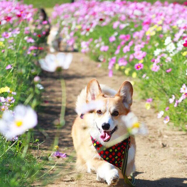 入園料無料で四季折々の花を観賞できる『あわじ花さじき』