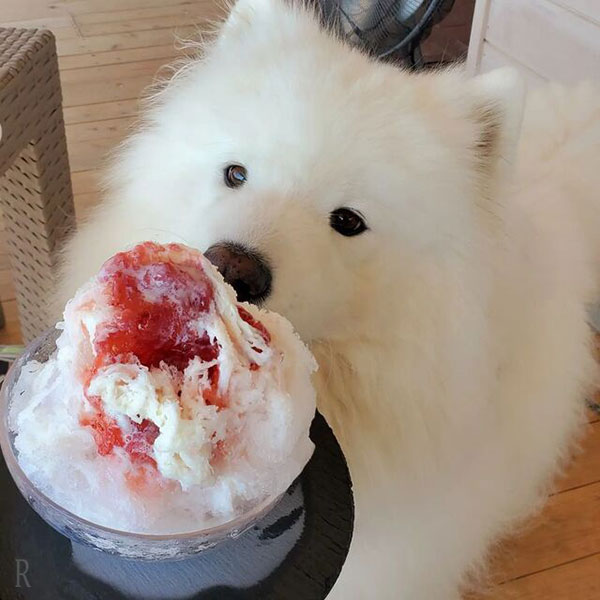 愛犬と見晴らしのよいテラス席でティータイム『ホシノカジツエンBloom』