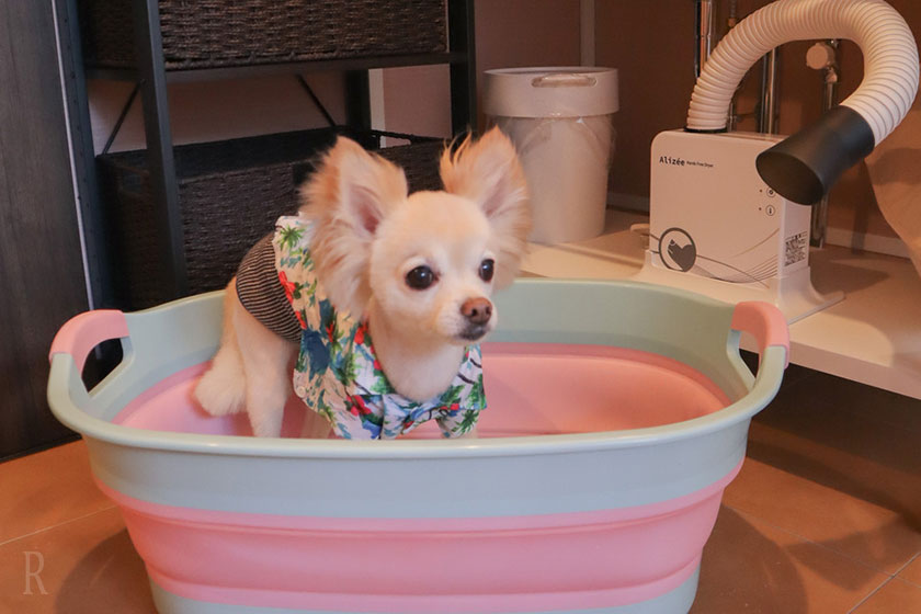 愛犬へのサービスの充実