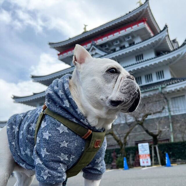東海エリアで愛犬と一緒に楽しめるおでかけスポット 熱海城