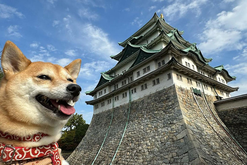 東海エリアで愛犬と一緒に楽しめるおでかけスポット 名古屋城