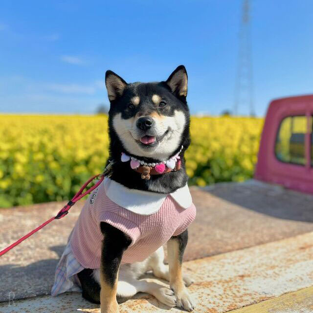 東海エリアで愛犬と一緒に楽しめるおでかけスポット 観光農園花ひろば