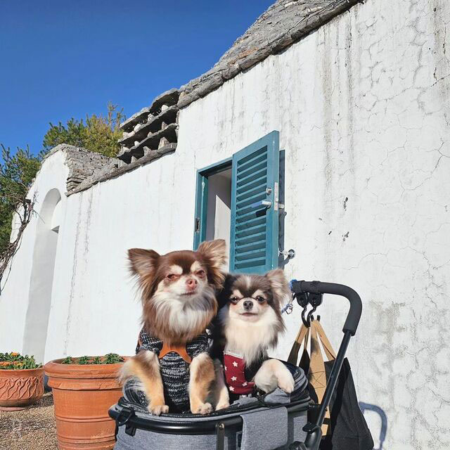 東海エリアで愛犬と一緒に楽しめるおでかけスポット 野外民族博物館リトルワールド