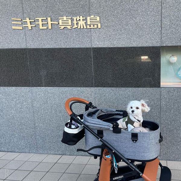 東海エリアで愛犬と一緒に楽しめるおでかけスポット ミキモト真珠島