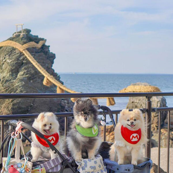 東海エリアで愛犬と一緒に楽しめるおでかけスポット 二見興玉神社