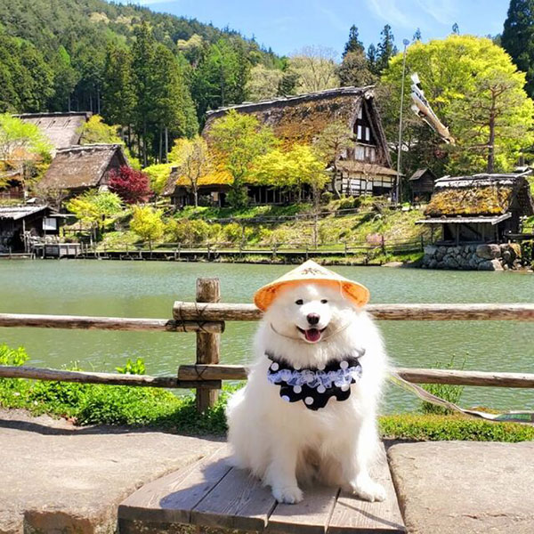 東海エリアで愛犬と一緒に楽しめるおでかけスポット 飛騨民俗村・飛騨の里