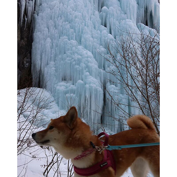 東海エリアで愛犬と一緒に楽しめるおでかけスポット 飛騨大鍾乳洞
