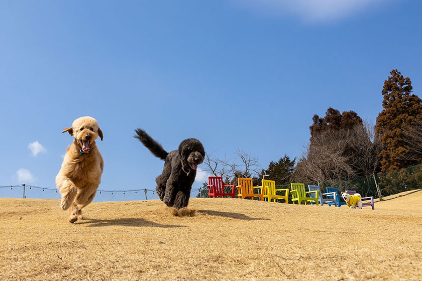 大型犬も走り回れる最大1,000㎡のプライベートドッグラン