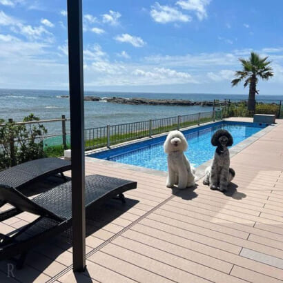 【Wiki風】 犬 と 泊まれる 宿 関東 TikTok話題の動画 #842