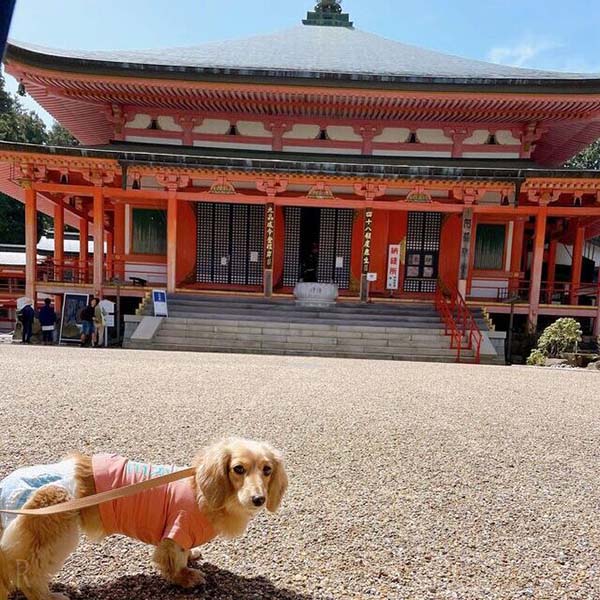世界文化遺産を愛犬と拝観『比叡山延暦寺』