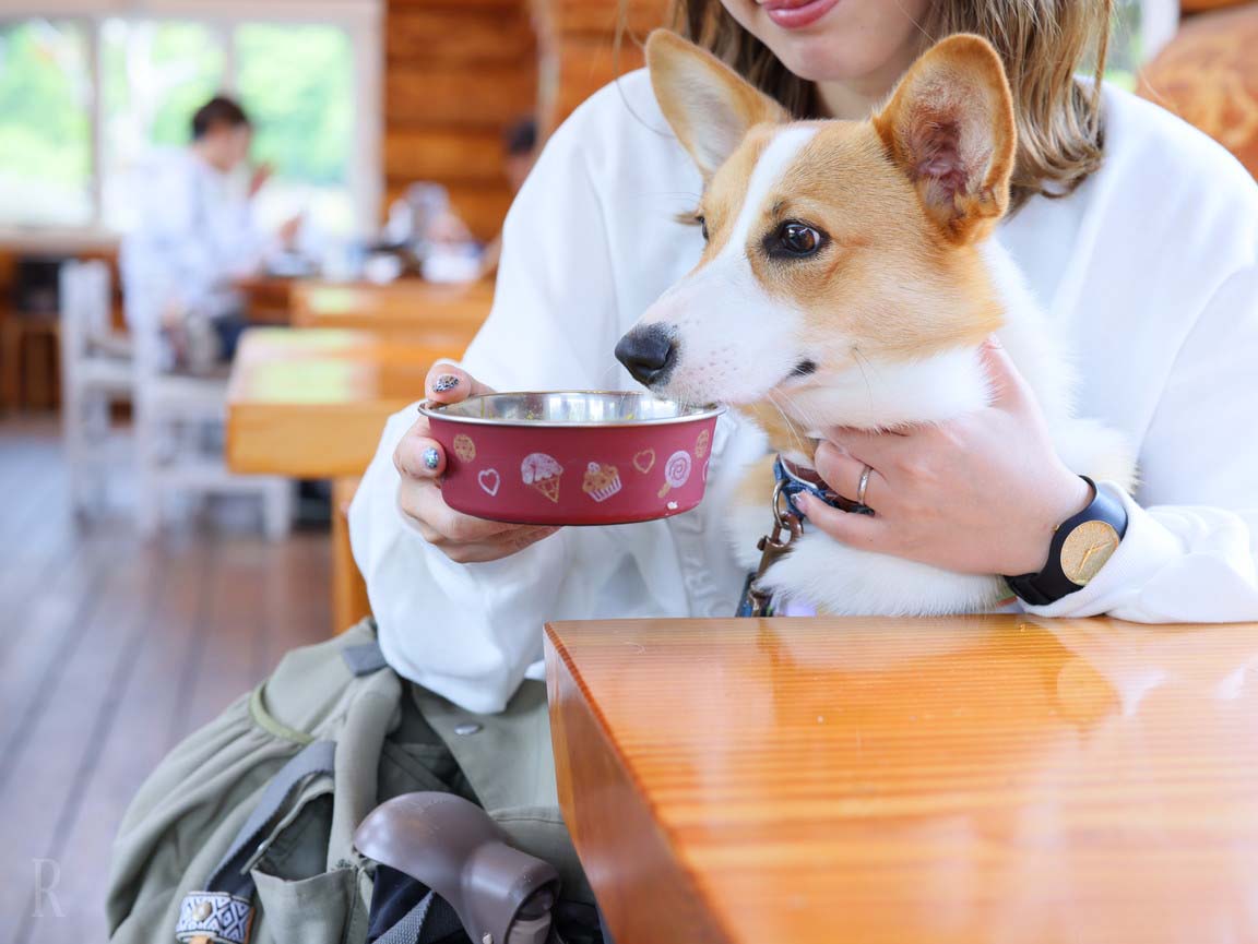 犬連れで楽しめる観光地