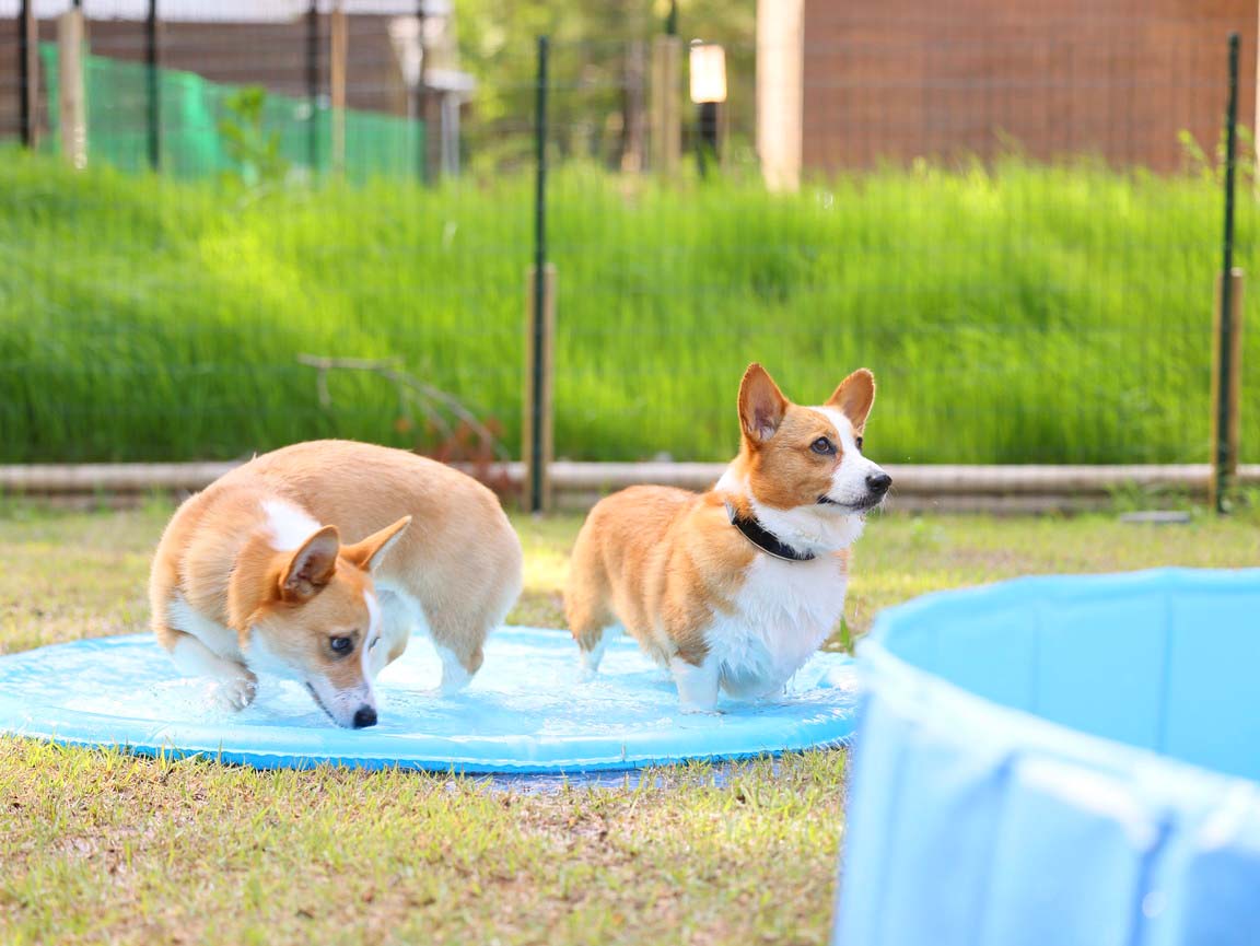 愛犬たち大喜びのプライベートドッグラン