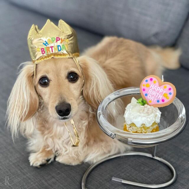 誕生日ケーキや記念日スイーツなど豪華なごはんをあげる
