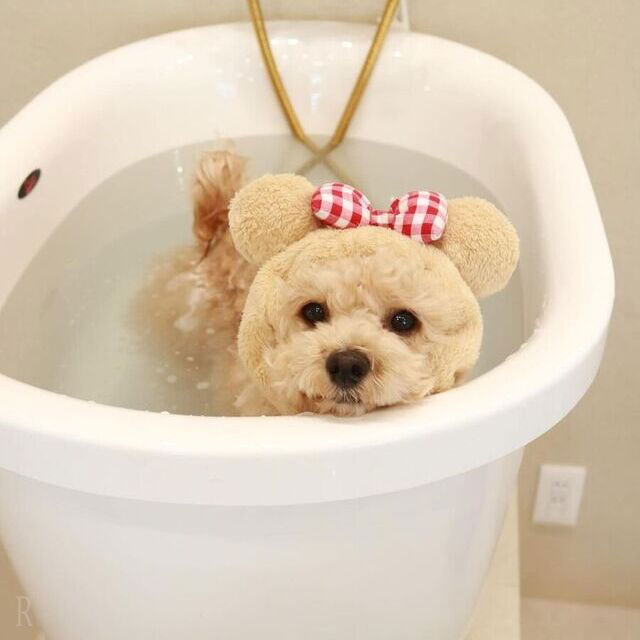ペットエステや温泉で愛犬をリフレッシュさせてあげる