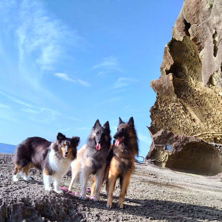 鬼ヶ城で潮風を感じる愛犬たち