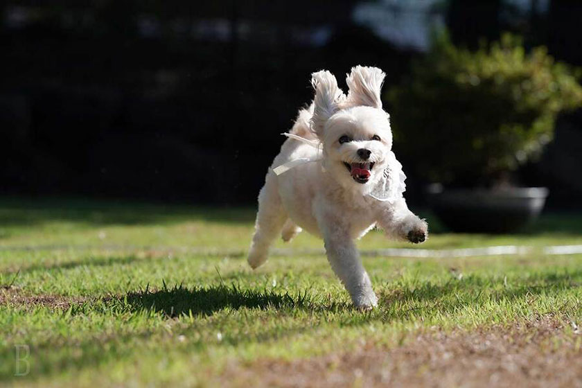 愛犬がのびのび走れる！気兼ねのいらない専用ドックラン