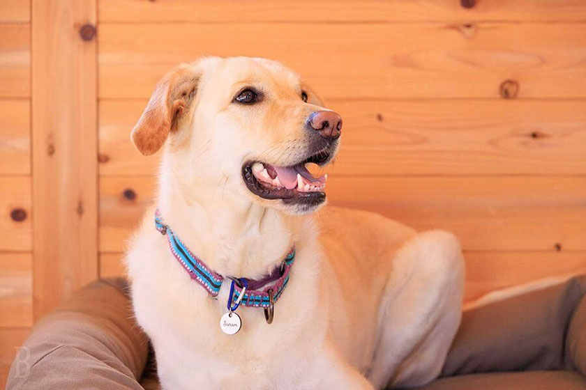 犬の宿泊料金無料・大きさ制限なしで愛犬用設備も充実！