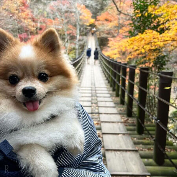 花貫渓谷-茨城の景勝地を愛犬とお散歩