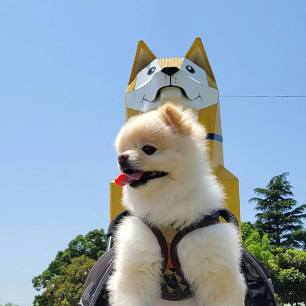 「つくばわんわんランド」珍しい犬の動物園