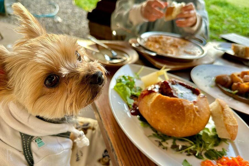 「DOGCAFERESTAURANT PENNY LANE（つくば店）」ドックラン併設の有名カフェ