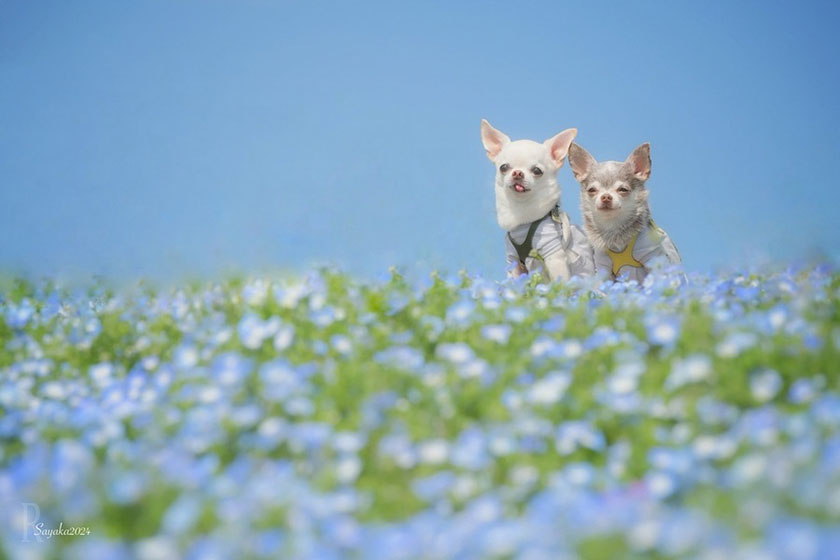 「国営ひたち海浜公園」ネモフィラの里で愛犬もうっとり
