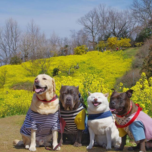愛犬が安心できる場所かチェック