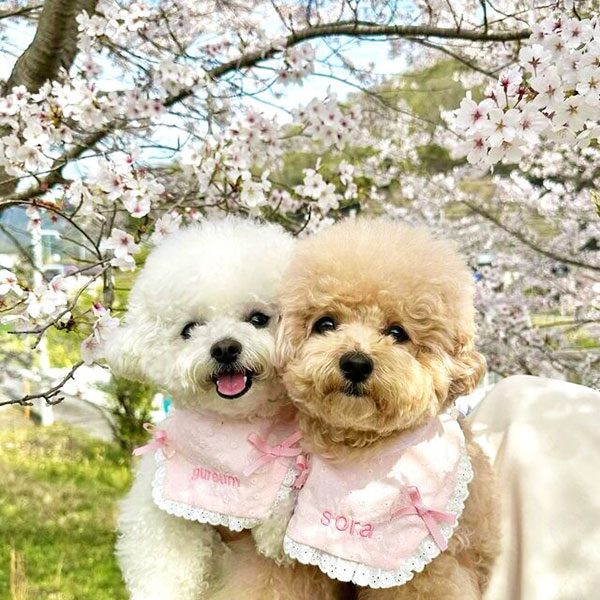 自然光で撮ると優しい写真に