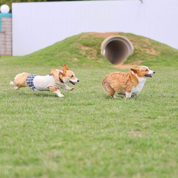 動く写真は「連写」と「動画」に頼る