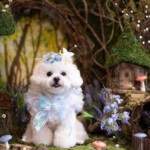 愛犬の写真をSNS映えさせるコツ