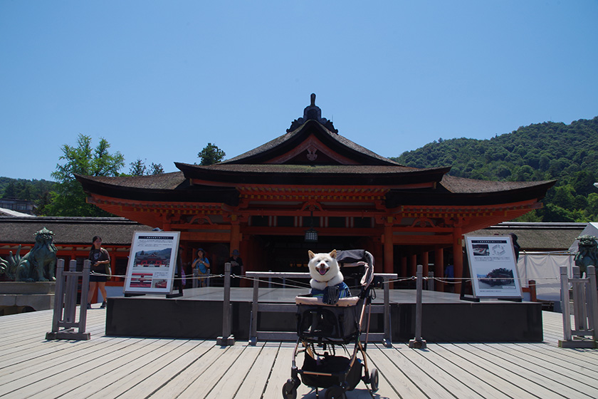 厳島神社とごん太