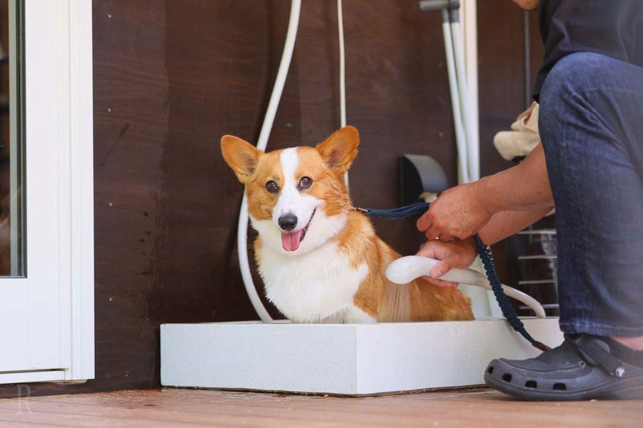 愛犬のための設備が充実していること