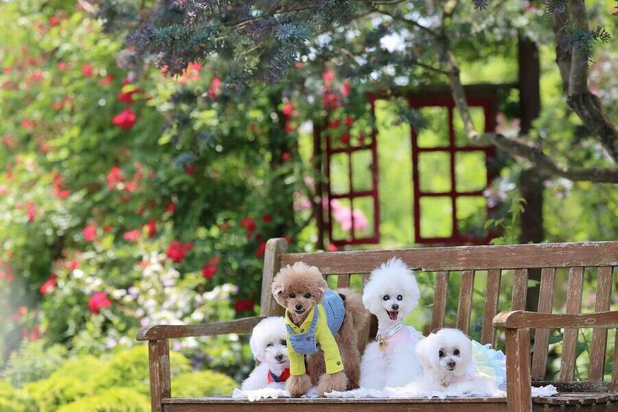ドッグランで愛犬も満足「おおがファーム」