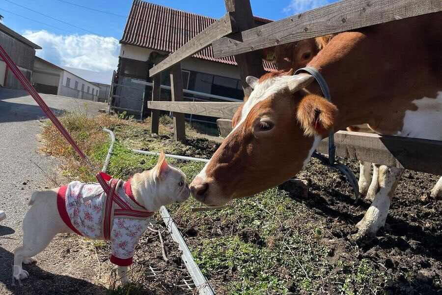 雄大な自然に囲まれて犬も人もリラックス「ガンジー牧場」