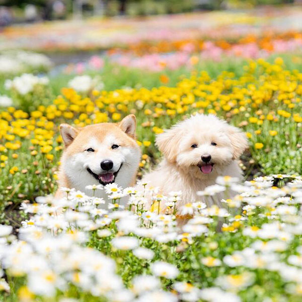 ペットと一緒に四季折々の花畑を楽しめる「くじゅう花公園」