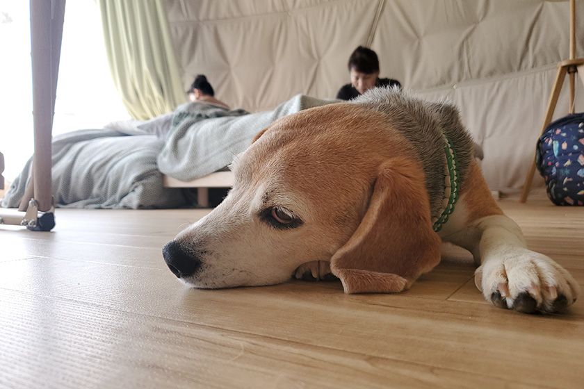 ドーム内でゆったりするジョージ