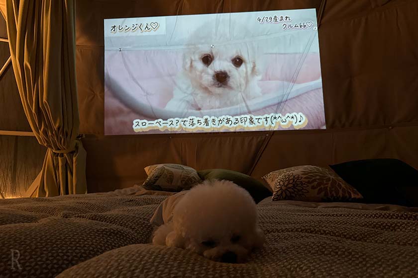 大画面に映る我が子とベッドで眠る我が子