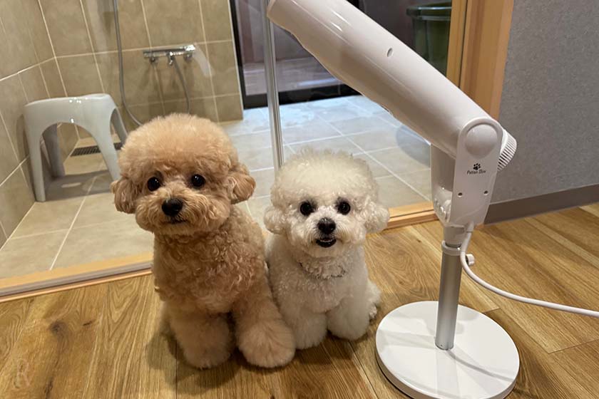 わんちゃん用のドライヤーと空とクルム