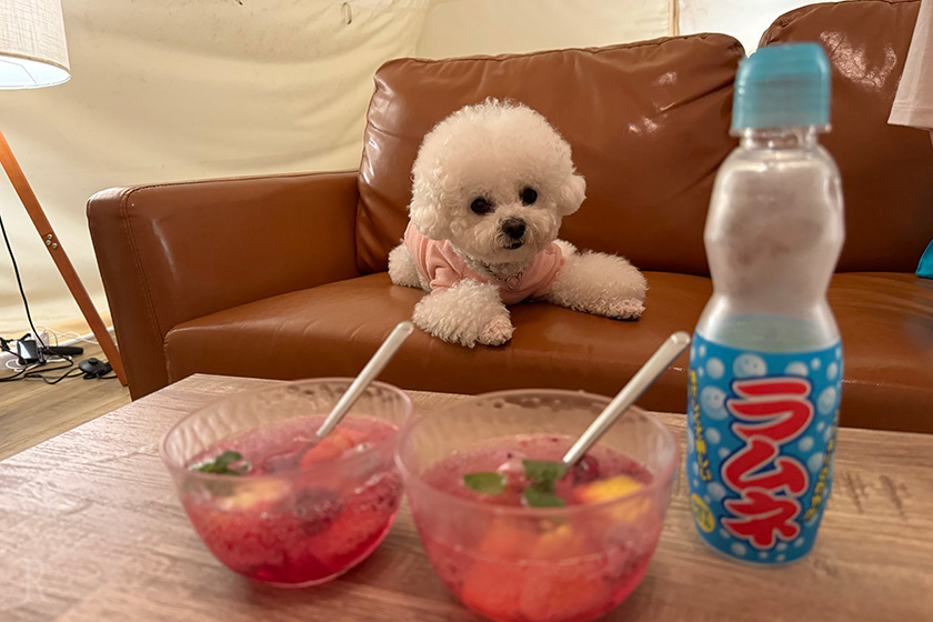 ラムネで作るフルーツポンチと愛犬