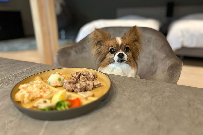 犬用ごはん
