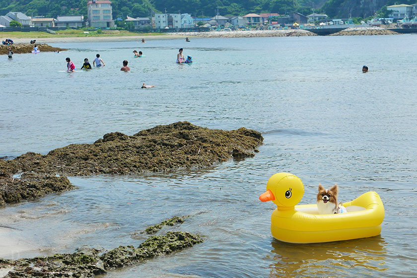 犬も泳げる海水浴場