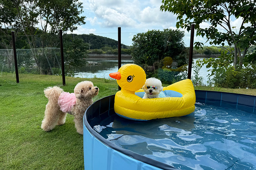 犬用プール