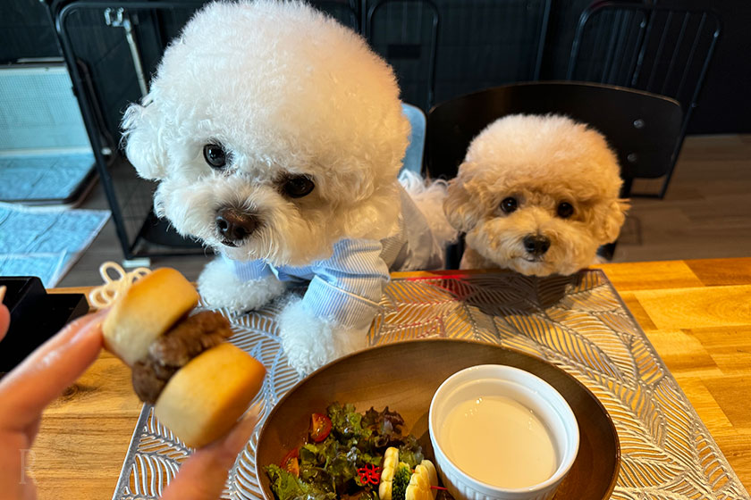 犬用半ハンバーガーを早く食べたいわんちゃん